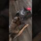 funny cat and dog fights#shorts