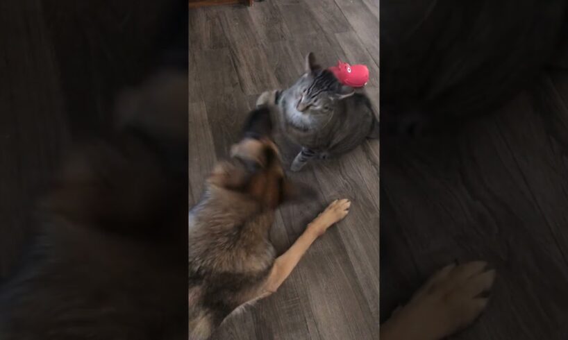 funny cat and dog fights#shorts