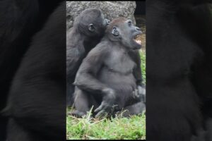 gorilla funny playing 🤣🤣🤣 #gorillatag #金剛猩猩 #台北市立動物園 #shorts