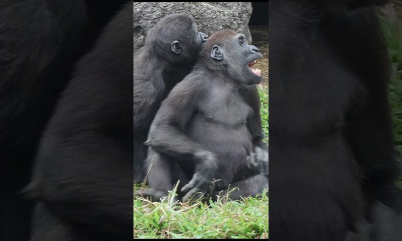 gorilla funny playing 🤣🤣🤣 #gorillatag #金剛猩猩 #台北市立動物園 #shorts