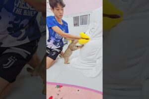 human trick _ Lụm tưởng thiệt #khethui #animals #cats