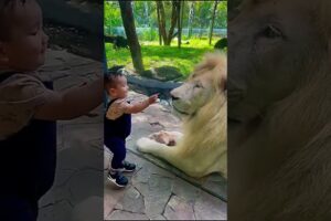 lion vs kid #shorts #youtuberrs