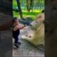 lion vs kid #shorts #youtuberrs