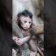 love-monkey playing funny❤️😍GD1 #monkeys #viral #animals #shortsvideo #monkey #dog #shorts #cat