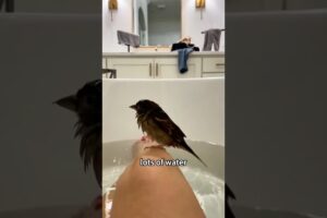 #shorts #shortsvideo #rescue #cuteanimals #animalshorts #birds