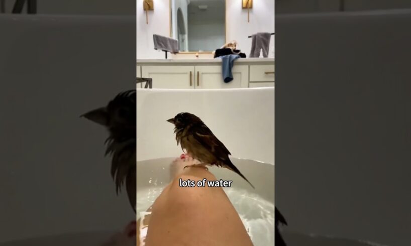 #shorts #shortsvideo #rescue #cuteanimals #animalshorts #birds