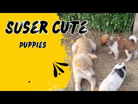 super cute puppies video 2024 || puppies playing with simba #cute #cutedog#labrador