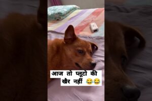 आज तो प्लूटो की खैर नहीं 😂 | #animal #animals #animallover #animalrescue #dog