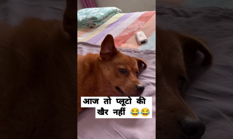 आज तो प्लूटो की खैर नहीं 😂 | #animal #animals #animallover #animalrescue #dog