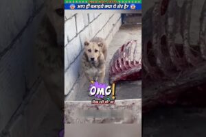 आप ही बताइये क्या ये शेर है? 😱 #animal #animalrescue #animallover #rescue #lion