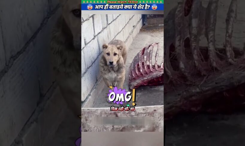 आप ही बताइये क्या ये शेर है? 😱 #animal #animalrescue #animallover #rescue #lion