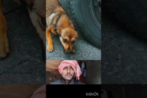 एक_महिला_ने_इस_डॉगी_की_सहायता_की ।🥺🧖#animals #trending #rescue #शोर्ट्स