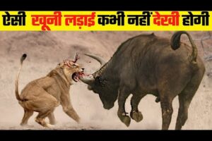 जानवरों की सबसे खतरनाक लडाईया | 5 Most Dangerous Wild Animal Fights