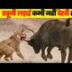 जानवरों की सबसे खतरनाक लडाईया | 5 Most Dangerous Wild Animal Fights