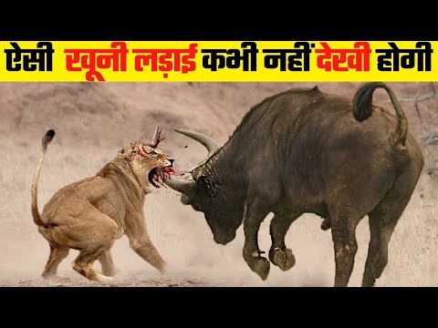 जानवरों की सबसे खतरनाक लडाईया | 5 Most Dangerous Wild Animal Fights