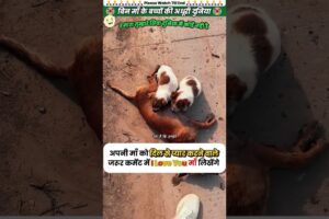 बिन माँ के बच्चों की अधूरी दुनिया 😭 #animal #animalrescue #animallover #rescue #dog