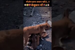 बेजुबान माँ🐕🥹💔#dogmother #dogs #mother #feed #youtubeshorts #reels #shorts #yt #ytviral #doglover