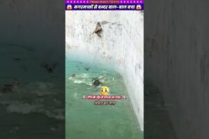 मगरमच्छों से बन्दर बाल बाल बचा 😱 #animal #animalrescue #animallover #rescue #monkey