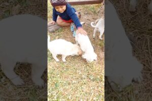 हनी की मस्ती cute puppies 🐶 ‎@shivanshvlogs5033  #ytshorts #viralshort