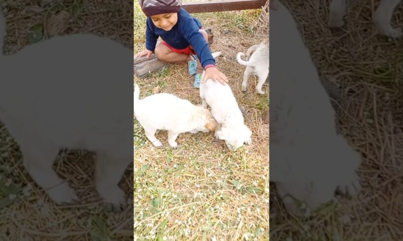 हनी की मस्ती cute puppies 🐶 ‎@shivanshvlogs5033  #ytshorts #viralshort