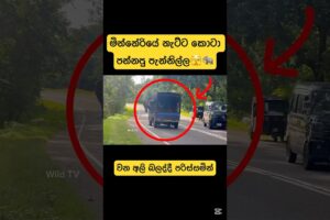 පාරේ ඉන්න අලි අස්සේ යන්න එපා කියන්නේ මේකයී🫣🐘#shortvideo #shorts #elephant #attack #youtube #viral