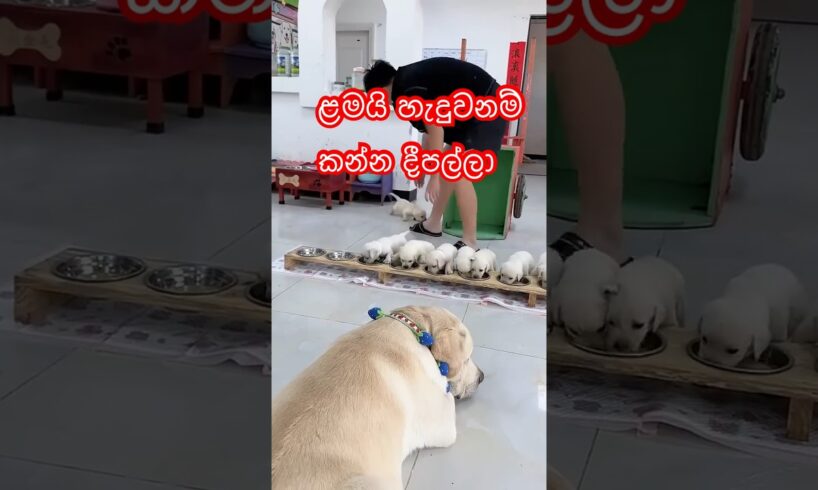 බලු පැටවුන්ගේ පුදුම කෑමක් | cute puppies Eating meal #pets #dogs #shorts