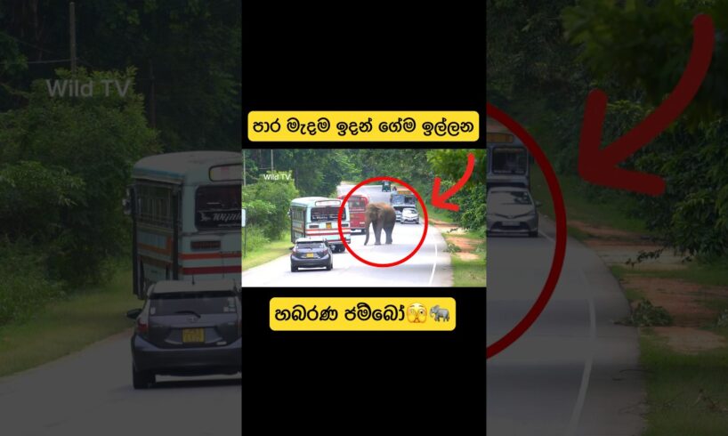 යකාටවත් බය නැති හබරණ අලි🐘🫣#shorts #shortvideo #youtube #elephant #attack #tiktok #viral #reels #1m