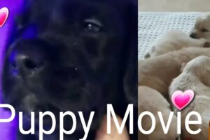 1🐻 Cutest Puppy Movie, 20 min Christmas-New Year Puppies + music #trend #youtubetv #dogtv