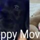 1🐻 Cutest Puppy Movie, 20 min Christmas-New Year Puppies + music #trend #youtubetv #dogtv