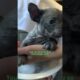 1-Pound Frenchie Got His Life Skills From A Great Dane | The Dodo