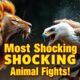 10 Most Shocking Animal Fights You Won't Believe!