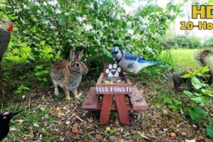 ✨10-hour Dog & Cat TV ✨ Bunnies 🐇, Squirrels 🐿& Birds 🐦 chase each other around the honeysuckles.