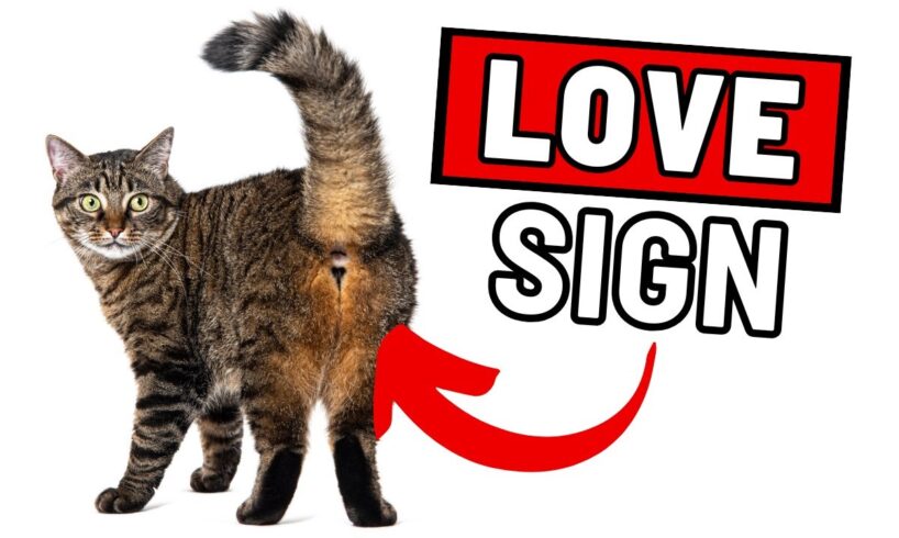 15 Signs Your Cat Thinks You Are AWESOME