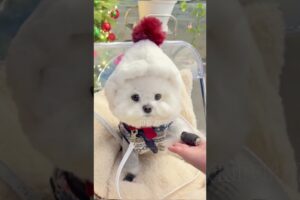 cute puppies funny moment cute overload ❤️#hellomochi #dog #bichon