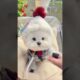 cute puppies funny moment cute overload ❤️#hellomochi #dog #bichon