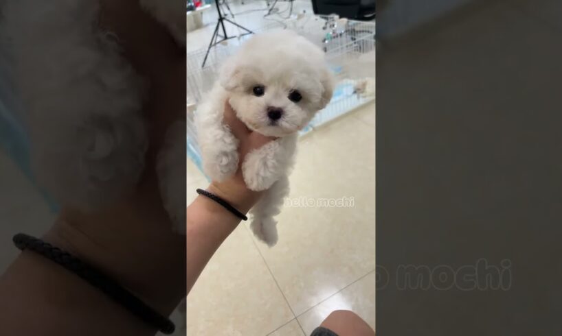 cute puppies overload 💕❤️#hellomochi #dog #bichon