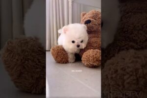 cute puppies funny moment cute overload ❤️#hellomochi #dog #bichon