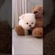 cute puppies funny moment cute overload ❤️#hellomochi #dog #bichon