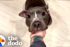 Skinny Pittie Finds A Family That's Truly Meant To Be | The Dodo