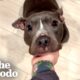 Skinny Pittie Finds A Family That's Truly Meant To Be | The Dodo