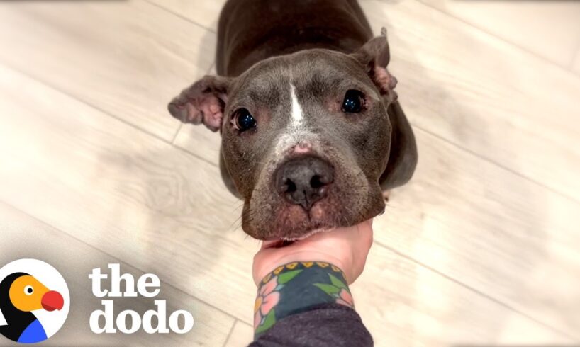 Skinny Pittie Finds A Family That's Truly Meant To Be | The Dodo