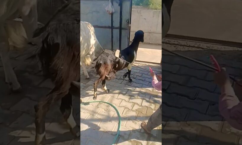 G.goats video ( A or B )Om-nom #cuteanimals #100k #funnyanimals #goats #bakri#wowyoutubeshorts #yt