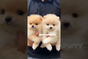 cute puppies funny moment cute overload ❤️#hellomochi #dog #bichon