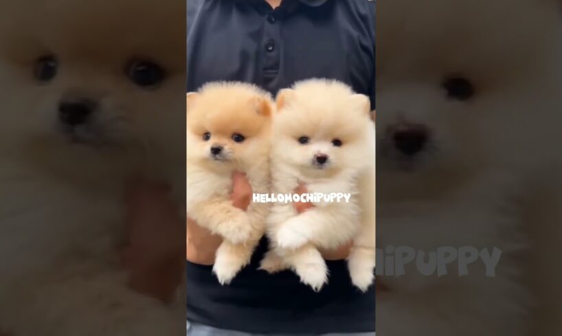 cute puppies funny moment cute overload ❤️#hellomochi #dog #bichon