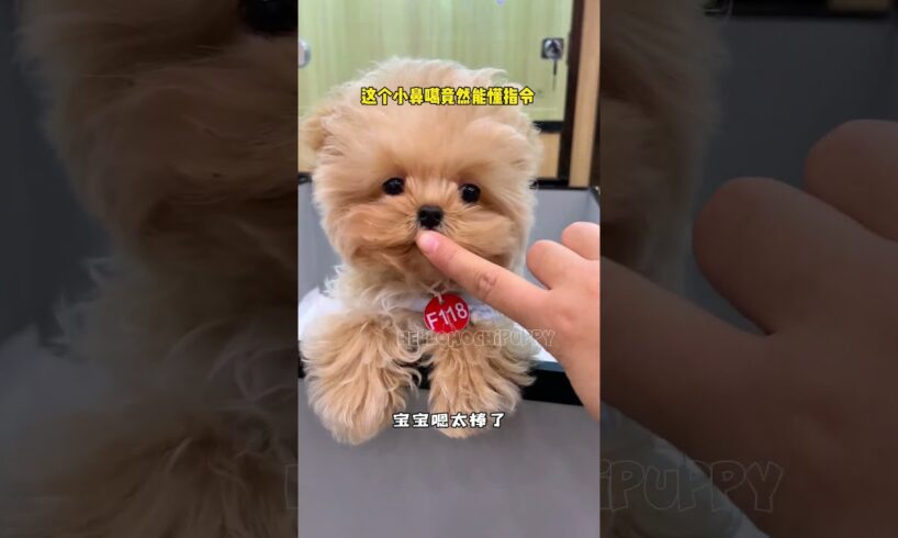 cute puppies funny moment cute overload ❤️#hellomochi #dog #bichon