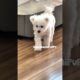 cute puppies funny moment cute overload ❤️#hellomochi #dog #bichon