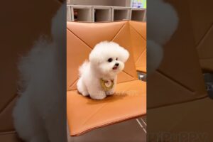 cute puppies funny moment cute overload ❤️#hellomochi #dog #bichon