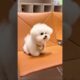 cute puppies funny moment cute overload ❤️#hellomochi #dog #bichon