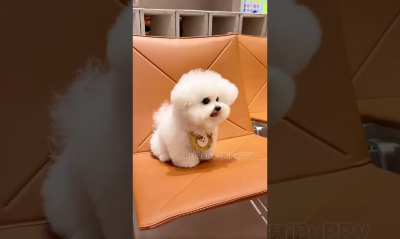 cute puppies funny moment cute overload ❤️#hellomochi #dog #bichon