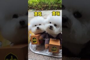 cute puppies funny moment cute overload ❤️#hellomochi #dog #bichon